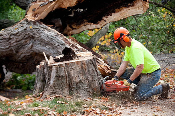 How Our Tree Care Process Works  in  Meadow Vale, KY